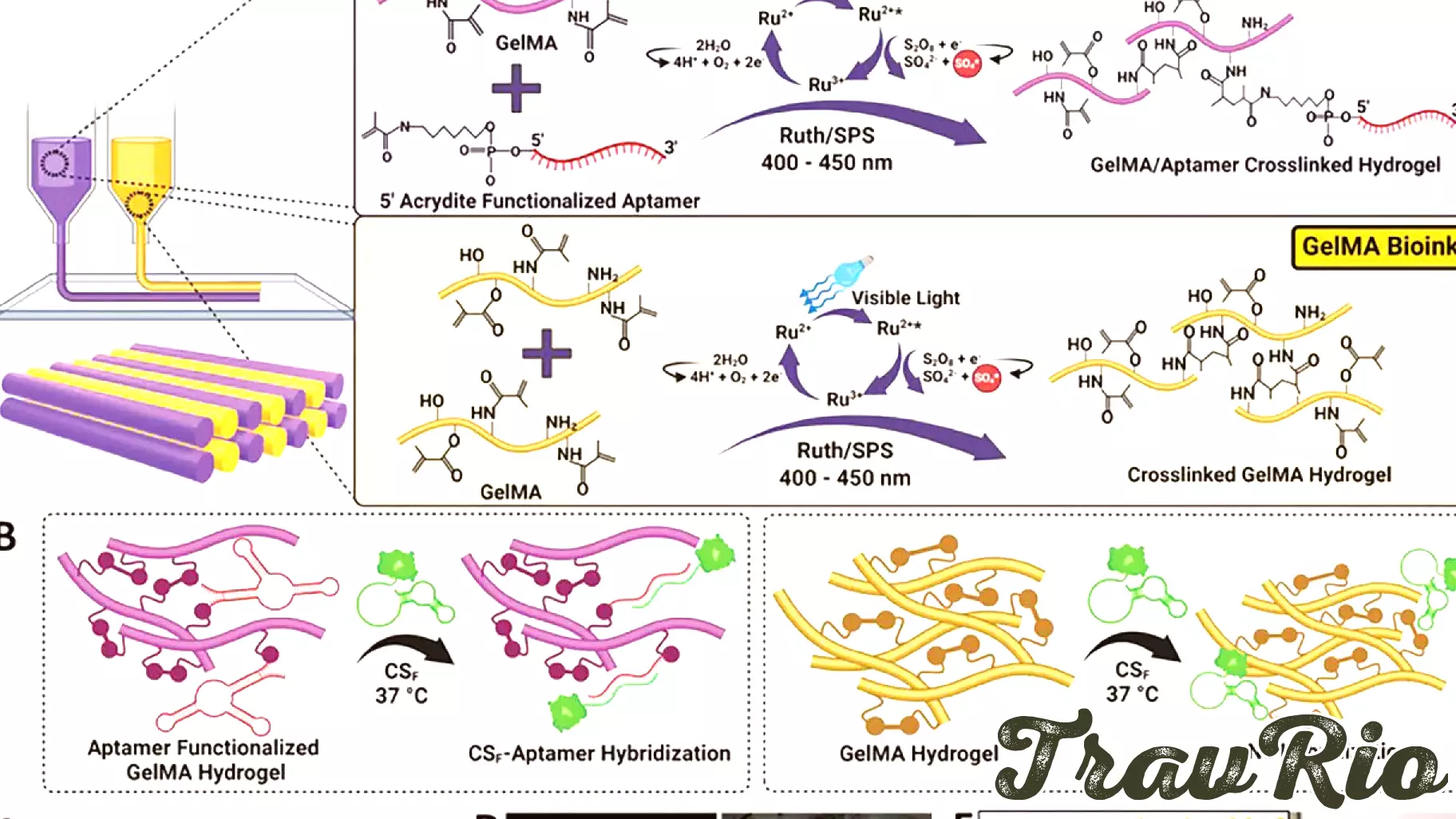 Innovative Bioink Technology Revolutionizes 3D Printing of Blood Vessels